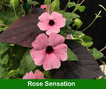 Black-Eyed Susan Thunbergia Hanging Basket